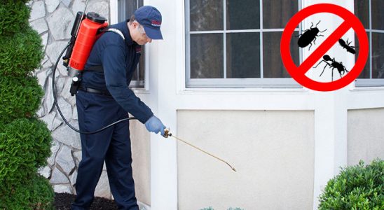 Çamlıhemşin Kemirgen İlaçlama böcek ilaçlama ve haşere kontrolü — ilaclama-tr.com